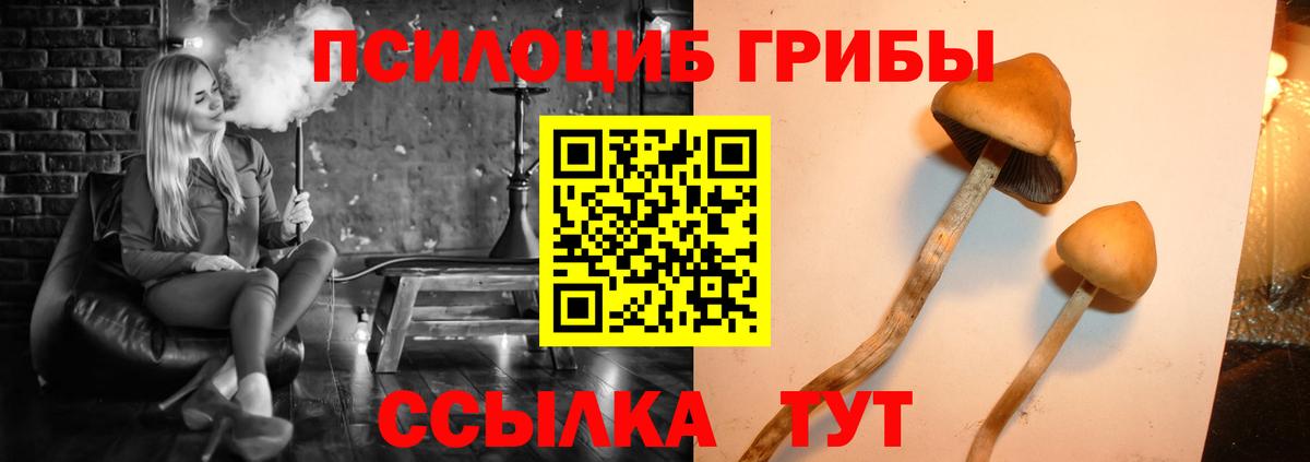 Псилоцибиновые грибы Psilocybe Заводоуковск